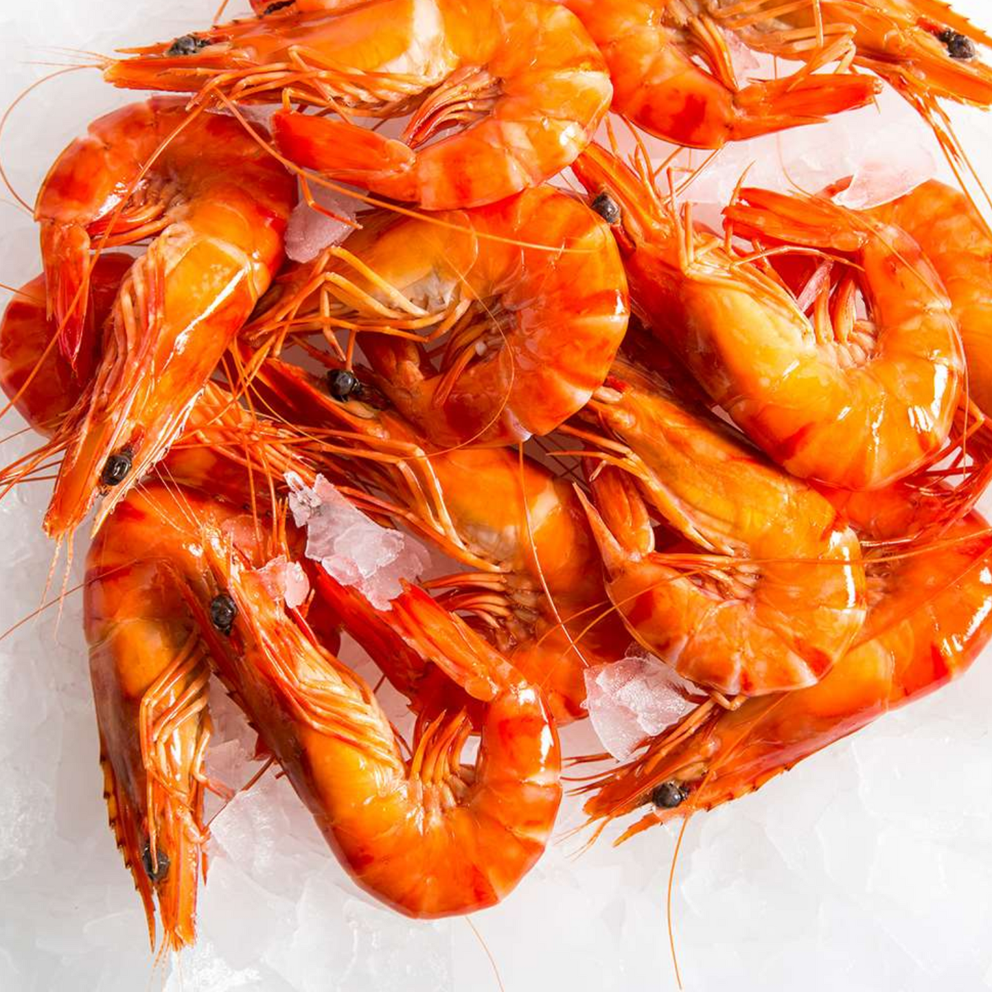 Large Cooked QLD Tiger Prawns - 1 kg
