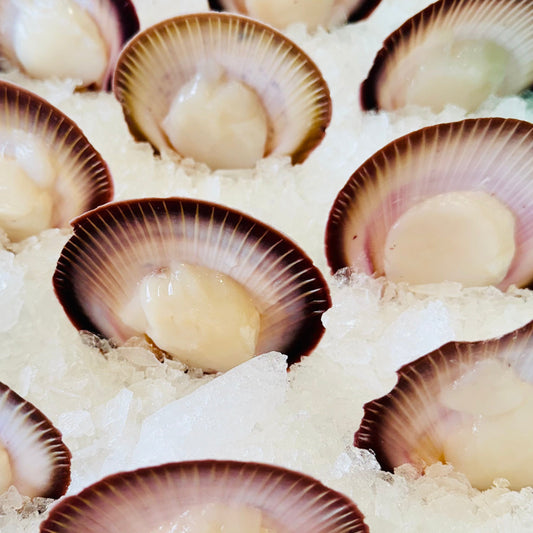 Tasmanian Half Shell Scallops - Dozen